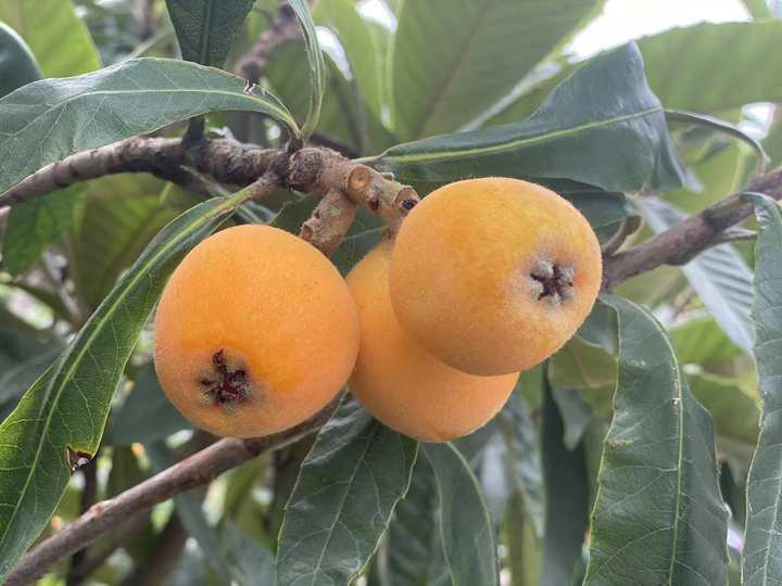 西班牙枇杷像鸡蛋,日本枇杷更抗冻,为了当季这口鲜甜,专家让全球枇杷“搞对象”休闲区蓝鸢梦想 - Www.slyday.coM 西班牙枇杷像鸡蛋,日本枇杷更抗冻,为了当季这口鲜甜,专家让全球枇杷“搞对象”休闲区蓝鸢梦想 - Www.slyday.coM