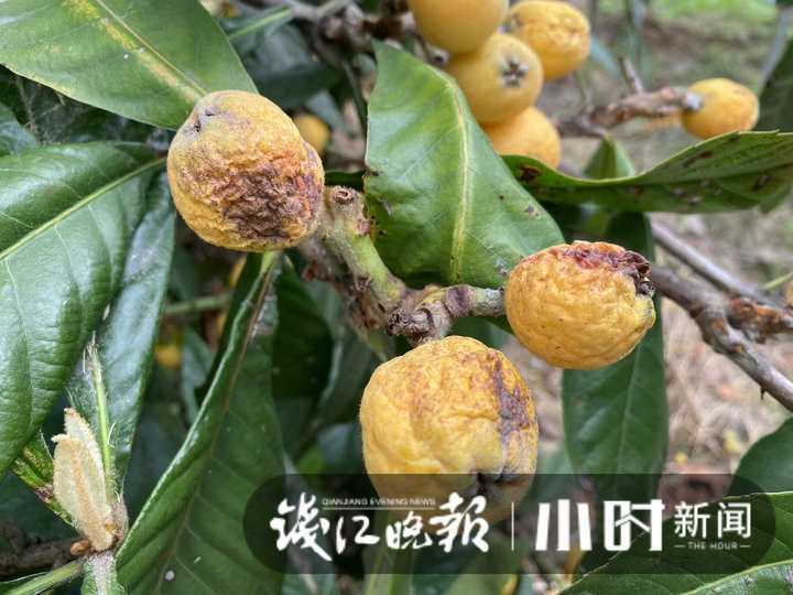 西班牙枇杷像鸡蛋,日本枇杷更抗冻,为了当季这口鲜甜,专家让全球枇杷“搞对象”休闲区蓝鸢梦想 - Www.slyday.coM 西班牙枇杷像鸡蛋,日本枇杷更抗冻,为了当季这口鲜甜,专家让全球枇杷“搞对象”休闲区蓝鸢梦想 - Www.slyday.coM