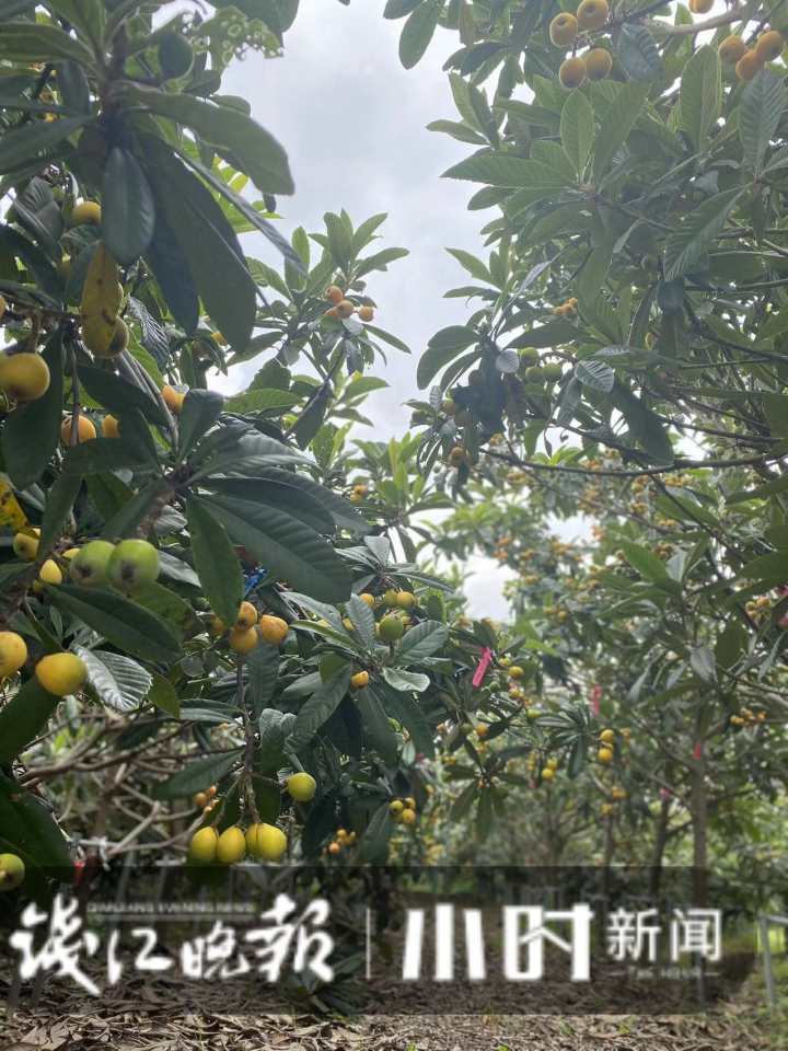 西班牙枇杷像鸡蛋,日本枇杷更抗冻,为了当季这口鲜甜,专家让全球枇杷“搞对象”休闲区蓝鸢梦想 - Www.slyday.coM 西班牙枇杷像鸡蛋,日本枇杷更抗冻,为了当季这口鲜甜,专家让全球枇杷“搞对象”休闲区蓝鸢梦想 - Www.slyday.coM