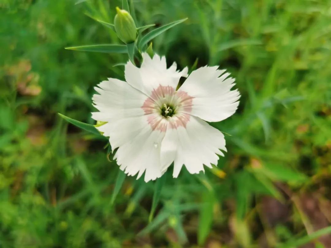 沈庆、余秀华，对比才知道诗歌的真正魅力是什么