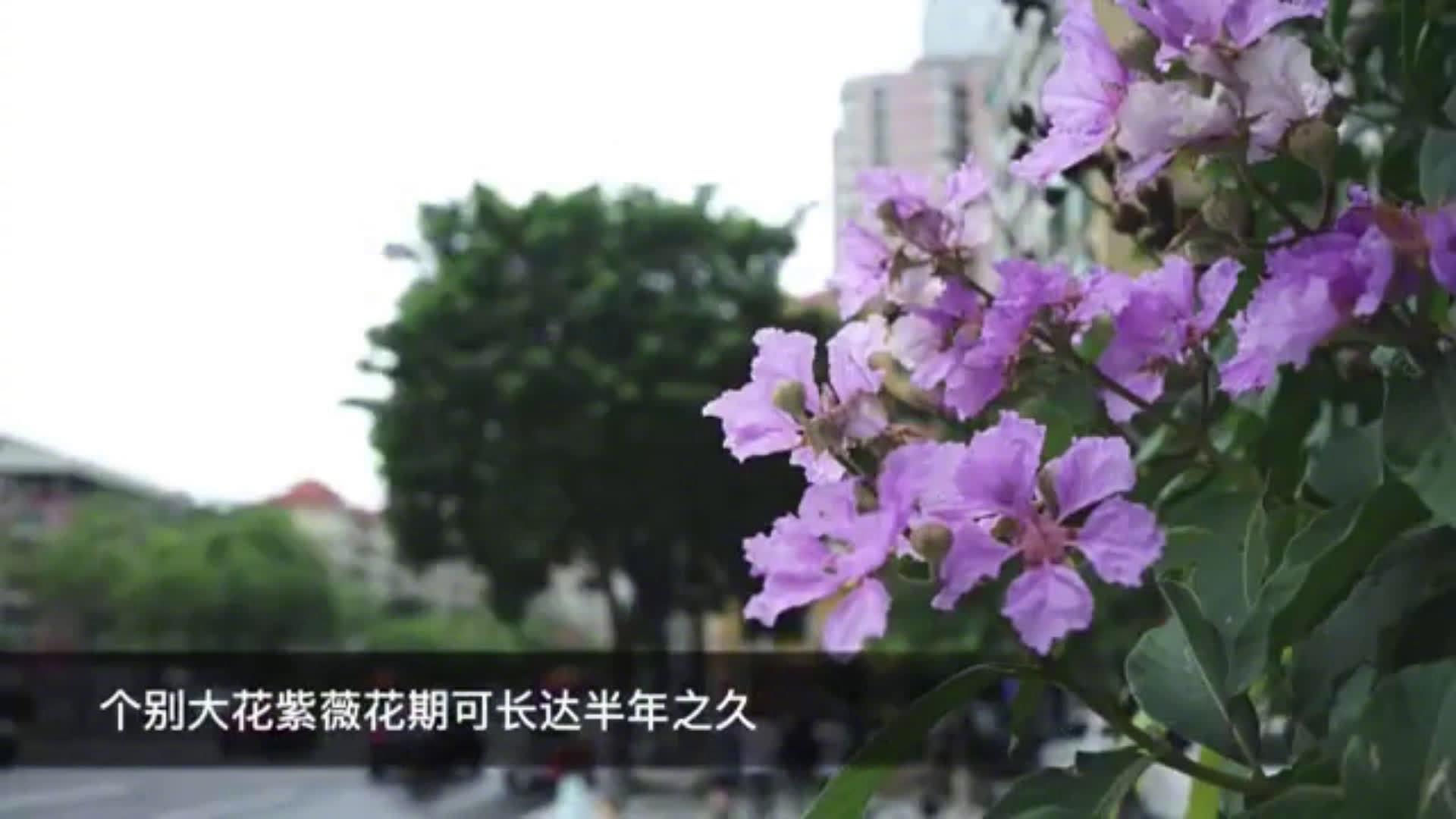 大花紫薇广州街头绽放|广州市_新浪新闻