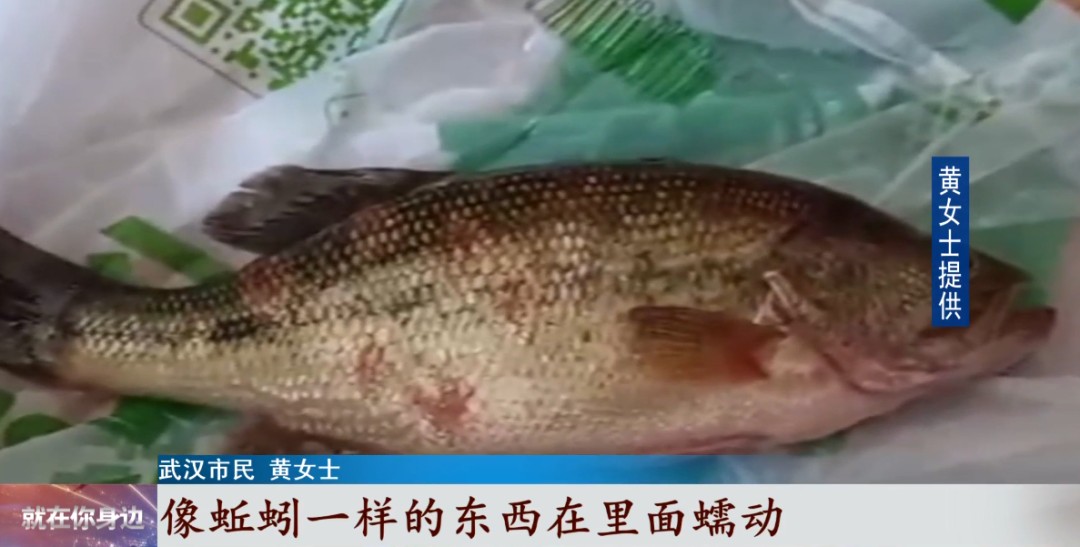 女子网购活鱼长红斑,疑似有虫子蠕动?专家解释......休闲区蓝鸢梦想 - Www.slyday.coM 女子网购活鱼长红斑,疑似有虫子蠕动?专家解释......休闲区蓝鸢梦想 - Www.slyday.coM