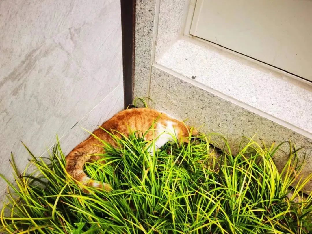 交大博士未戴手套逗猫被处分?校方回应!因疫情走红的“鸡排猫”被租客虐杀?警方介入!休闲区蓝鸢梦想 - Www.slyday.coM 交大博士未戴手套逗猫被处分?校方回应!因疫情走红的“鸡排猫”被租客虐杀?警方介入!休闲区蓝鸢梦想 - Www.slyday.coM