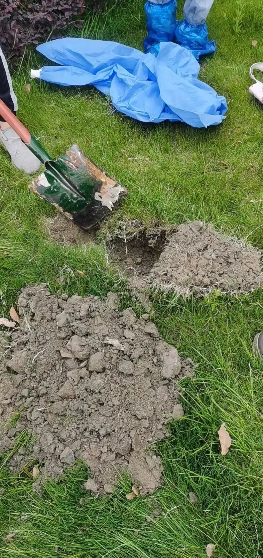 交大博士未戴手套逗猫被处分?校方回应!因疫情走红的“鸡排猫”被租客虐杀?警方介入!休闲区蓝鸢梦想 - Www.slyday.coM 交大博士未戴手套逗猫被处分?校方回应!因疫情走红的“鸡排猫”被租客虐杀?警方介入!休闲区蓝鸢梦想 - Www.slyday.coM