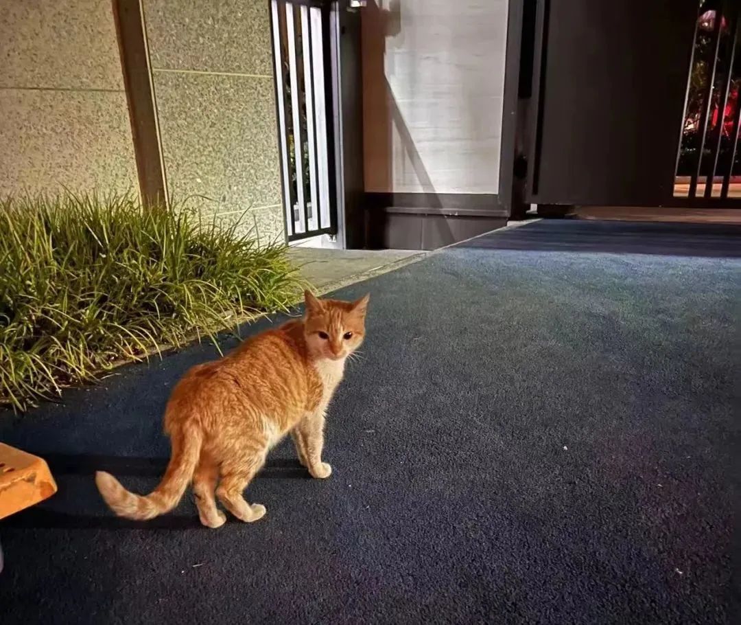 交大博士未戴手套逗猫被处分?校方回应!因疫情走红的“鸡排猫”被租客虐杀?警方介入!休闲区蓝鸢梦想 - Www.slyday.coM 交大博士未戴手套逗猫被处分?校方回应!因疫情走红的“鸡排猫”被租客虐杀?警方介入!休闲区蓝鸢梦想 - Www.slyday.coM