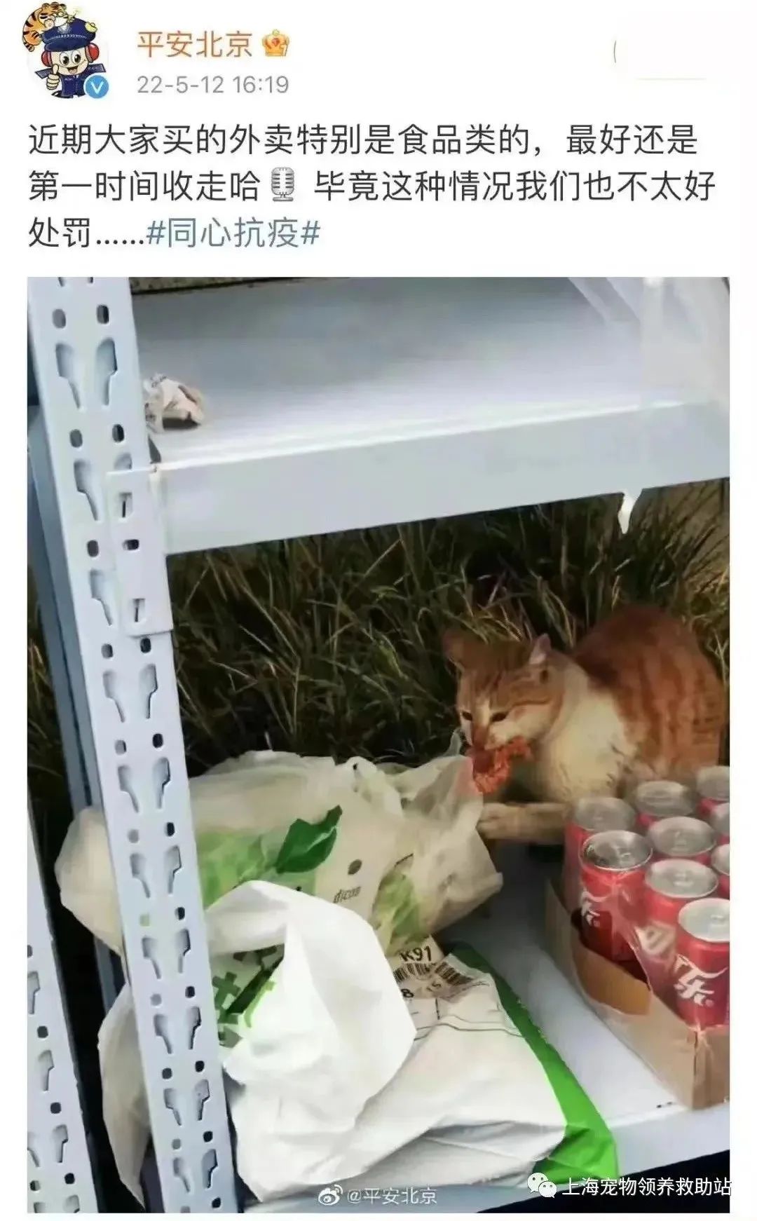 交大博士未戴手套逗猫被处分?校方回应!因疫情走红的“鸡排猫”被租客虐杀?警方介入!休闲区蓝鸢梦想 - Www.slyday.coM 交大博士未戴手套逗猫被处分?校方回应!因疫情走红的“鸡排猫”被租客虐杀?警方介入!休闲区蓝鸢梦想 - Www.slyday.coM