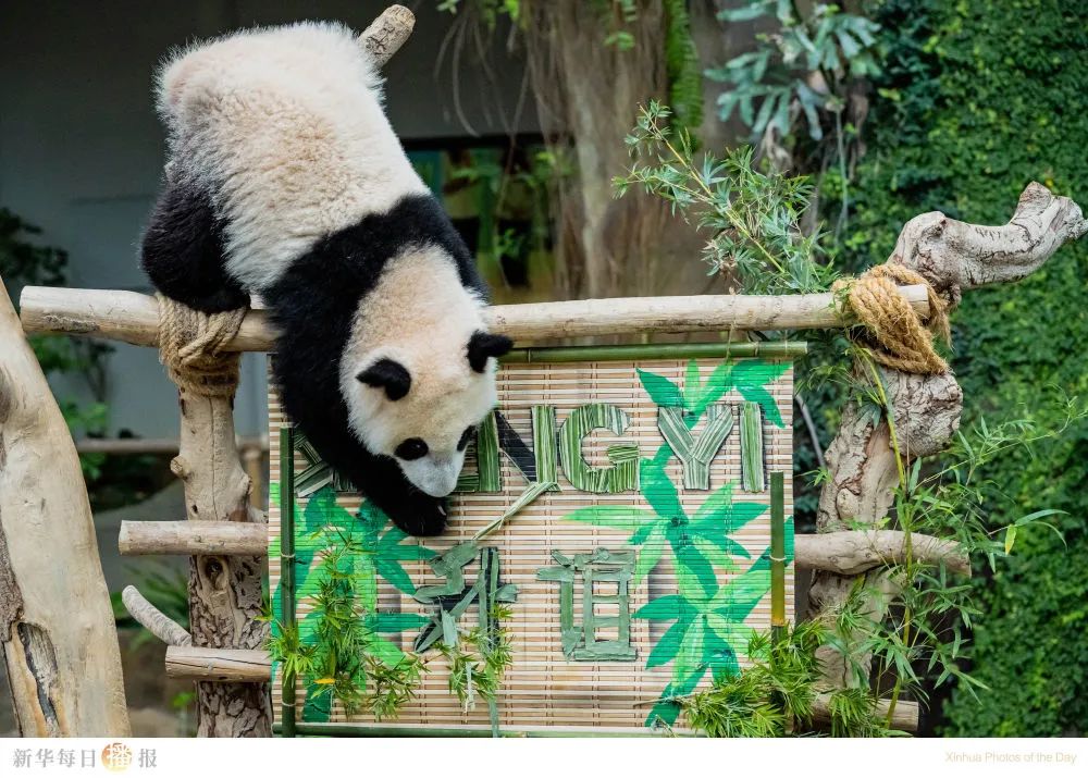 中国旅马大熊猫“靓靓”的第三只宝宝有名字了丨一周看天下休闲区蓝鸢梦想 - Www.slyday.coM 中国旅马大熊猫“靓靓”的第三只宝宝有名字了丨一周看天下休闲区蓝鸢梦想 - Www.slyday.coM