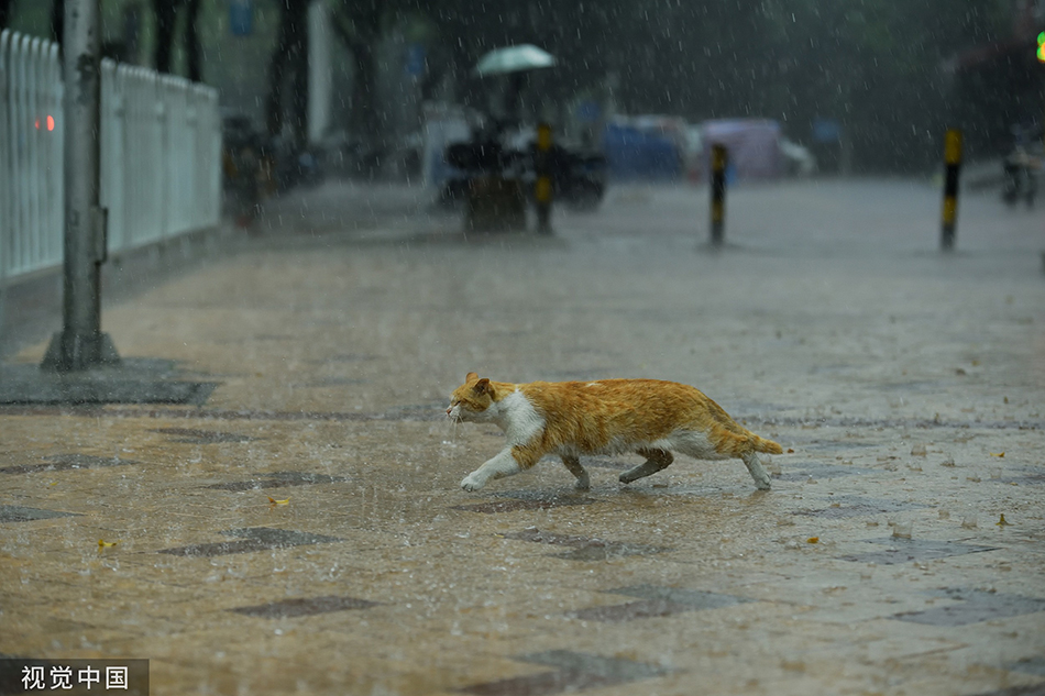 2022年5月27日，广州，雷阵雨骤至，一只流浪猫在雨中走避。陈逸航/视觉中国 图