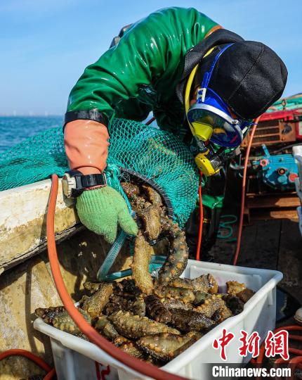 山东荣成野生海参采捕忙