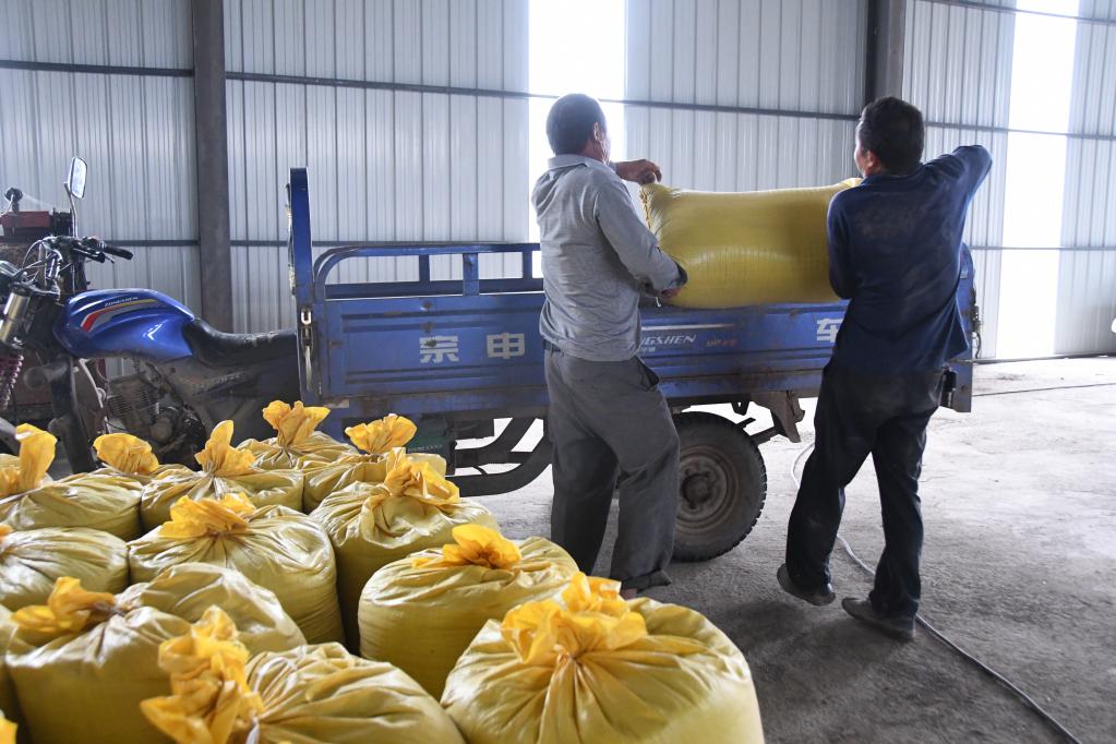  安乡县大鲸港镇安庆村的村民将百斤装的油菜籽抬上车。 新华社记者 周勉 摄
