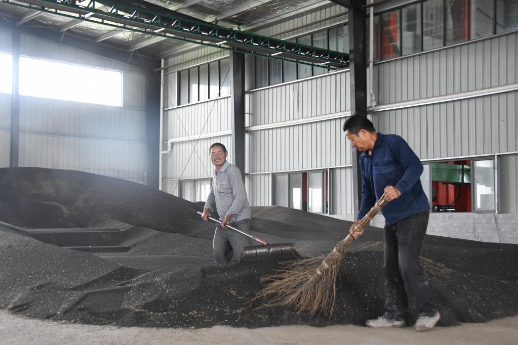  安乡县大鲸港镇安庆村的村民们正在整理油菜籽。 新华社记者 周勉 摄