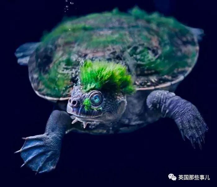 时而奇怪,时而奇妙…大自然这波“鬼斧神工”的造物,看得让人惊叹!休闲区蓝鸢梦想 - Www.slyday.coM 时而奇怪,时而奇妙…大自然这波“鬼斧神工”的造物,看得让人惊叹!休闲区蓝鸢梦想 - Www.slyday.coM