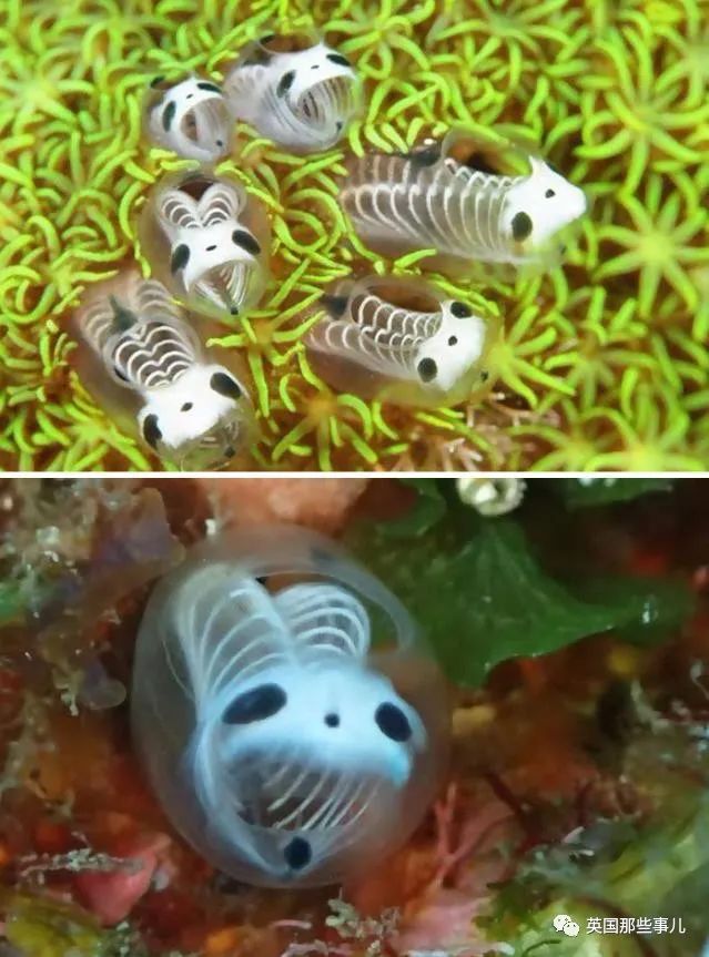 时而奇怪,时而奇妙…大自然这波“鬼斧神工”的造物,看得让人惊叹!休闲区蓝鸢梦想 - Www.slyday.coM 时而奇怪,时而奇妙…大自然这波“鬼斧神工”的造物,看得让人惊叹!休闲区蓝鸢梦想 - Www.slyday.coM