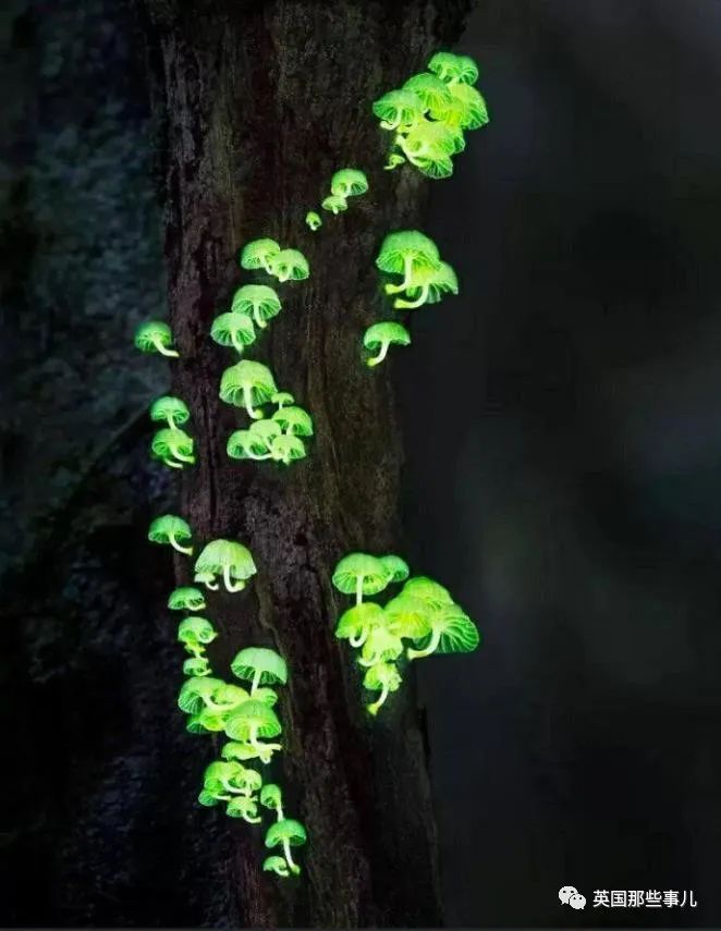 时而奇怪,时而奇妙…大自然这波“鬼斧神工”的造物,看得让人惊叹!休闲区蓝鸢梦想 - Www.slyday.coM 时而奇怪,时而奇妙…大自然这波“鬼斧神工”的造物,看得让人惊叹!休闲区蓝鸢梦想 - Www.slyday.coM