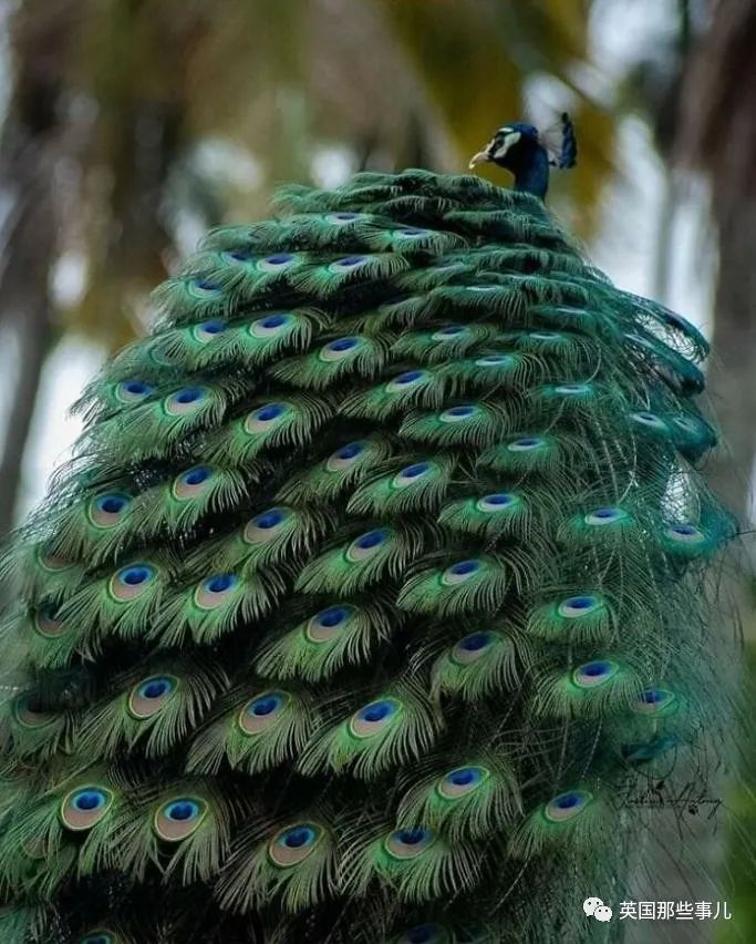 时而奇怪,时而奇妙…大自然这波“鬼斧神工”的造物,看得让人惊叹!休闲区蓝鸢梦想 - Www.slyday.coM 时而奇怪,时而奇妙…大自然这波“鬼斧神工”的造物,看得让人惊叹!休闲区蓝鸢梦想 - Www.slyday.coM