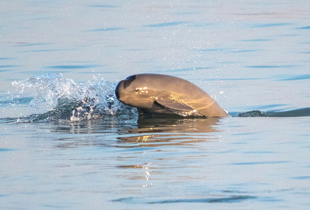 全球连线丨大湖里的居民:豚之影江豚_新浪新闻