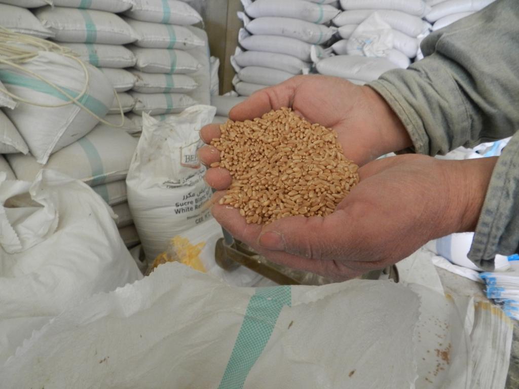  2022年2月28日，在黎巴嫩南部一处粮仓，工作人员展示来自乌克兰的小麦。新华社发（阿布·哈姆丹摄）