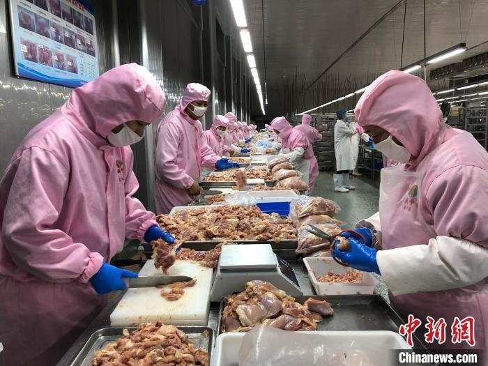 资料图:甘肃一白羽肉鸡屠宰车间。于晶 摄