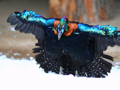 中国特有“彩虹鸟”，是全球最美鸟类之一，能折射出100多种颜色