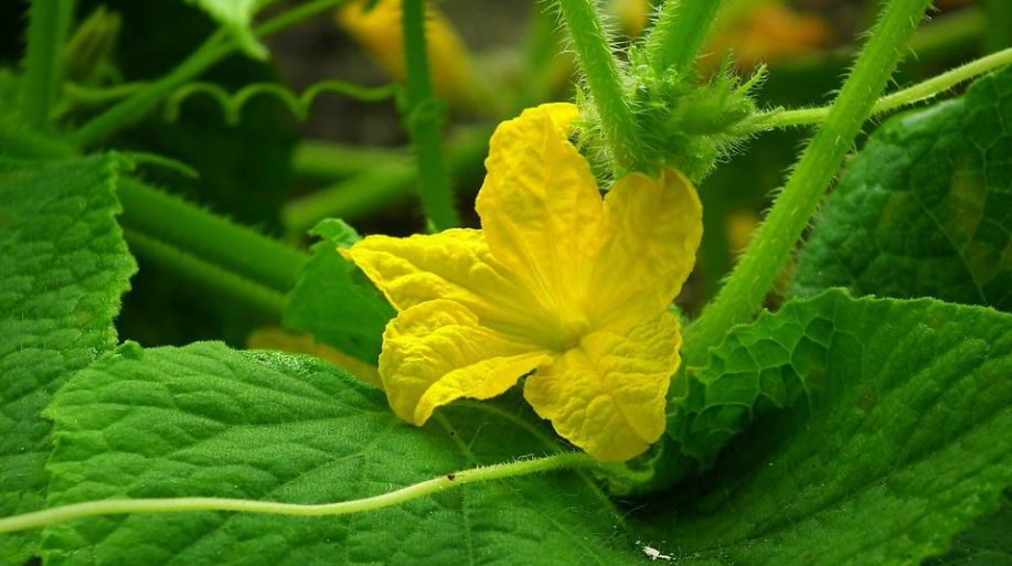 每日一花6.4:黄瓜:牛衣古柳卖黄瓜