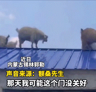 原来狗子失恋后也会难过(第981期)休闲区蓝鸢梦想 - Www.slyday.coM 原来狗子失恋后也会难过(第981期)休闲区蓝鸢梦想 - Www.slyday.coM