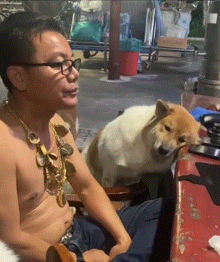 原来狗子失恋后也会难过(第981期)休闲区蓝鸢梦想 - Www.slyday.coM 原来狗子失恋后也会难过(第981期)休闲区蓝鸢梦想 - Www.slyday.coM