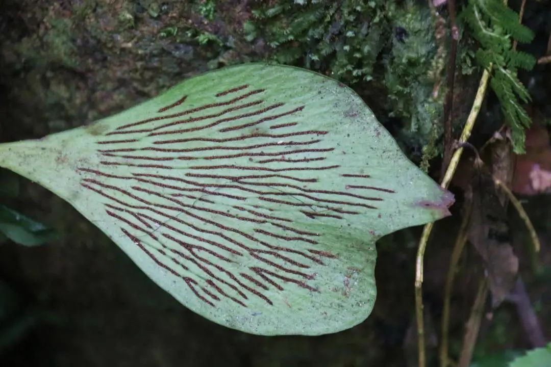 景宁发现浙江物种新纪录:长柄车前蕨休闲区蓝鸢梦想 - Www.slyday.coM 景宁发现浙江物种新纪录:长柄车前蕨休闲区蓝鸢梦想 - Www.slyday.coM