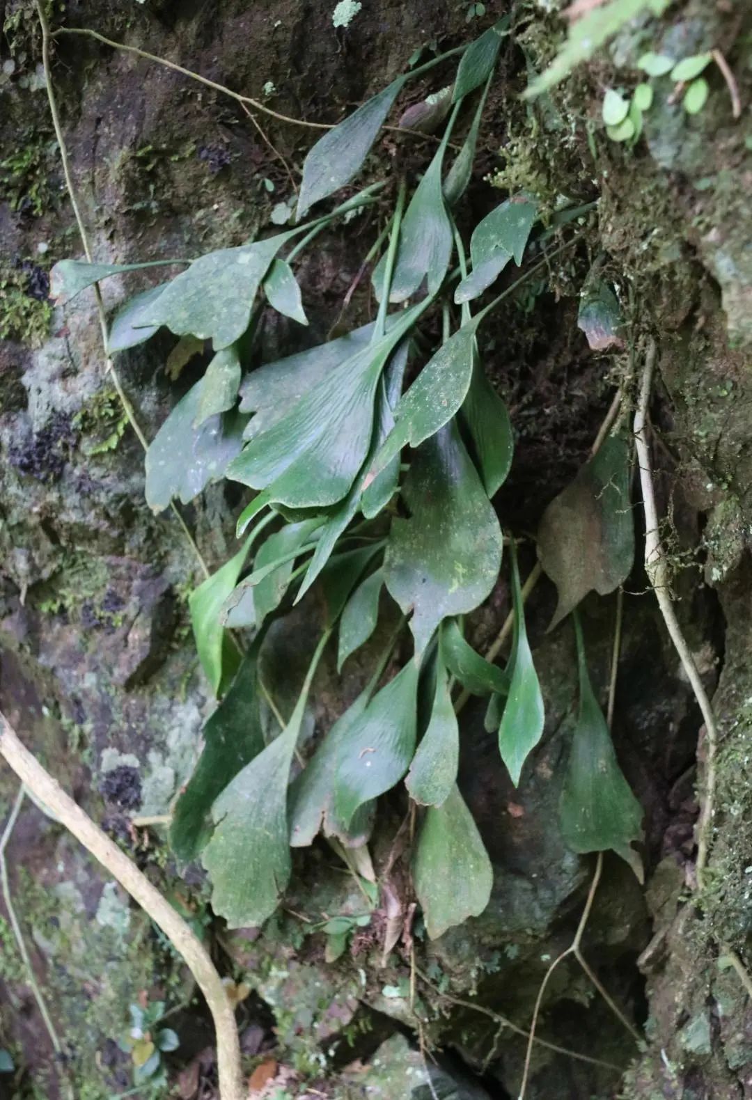 景宁发现浙江物种新纪录:长柄车前蕨休闲区蓝鸢梦想 - Www.slyday.coM 景宁发现浙江物种新纪录:长柄车前蕨休闲区蓝鸢梦想 - Www.slyday.coM