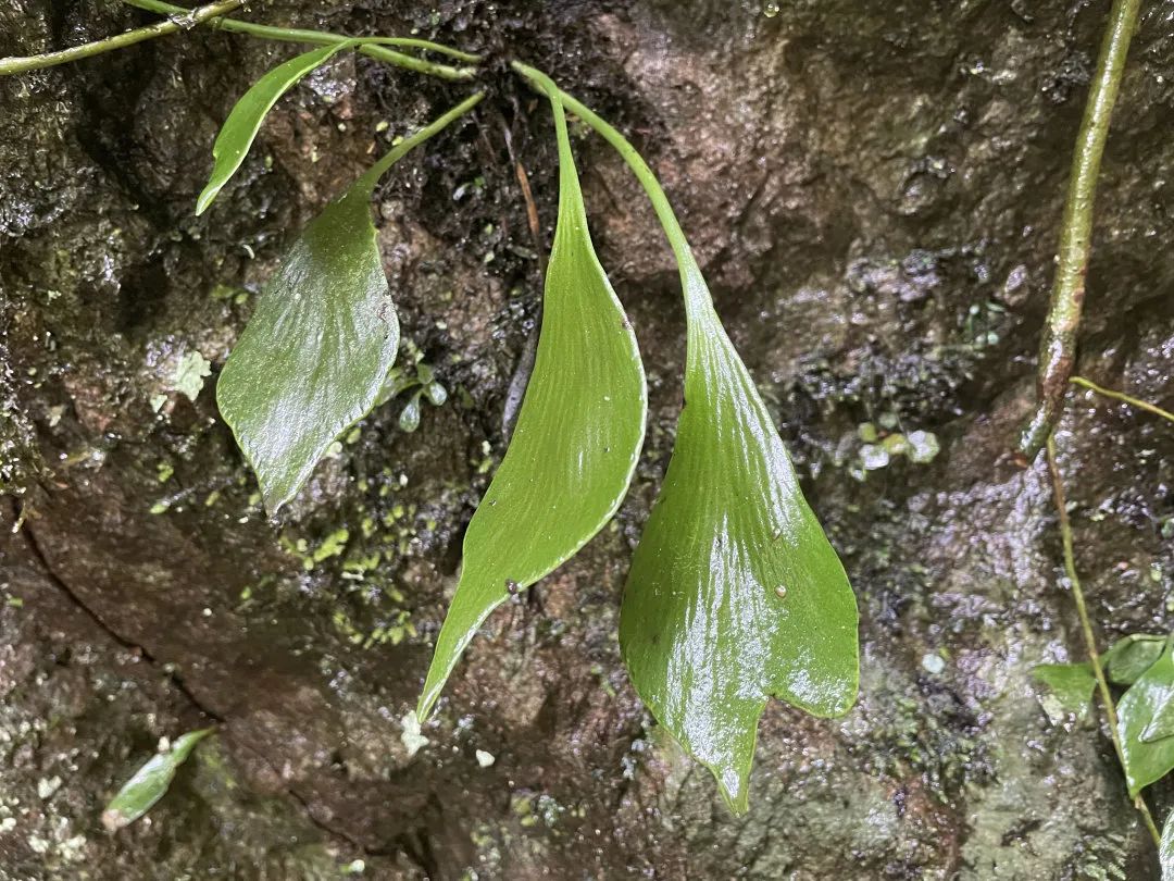 景宁发现浙江物种新纪录:长柄车前蕨休闲区蓝鸢梦想 - Www.slyday.coM 景宁发现浙江物种新纪录:长柄车前蕨休闲区蓝鸢梦想 - Www.slyday.coM