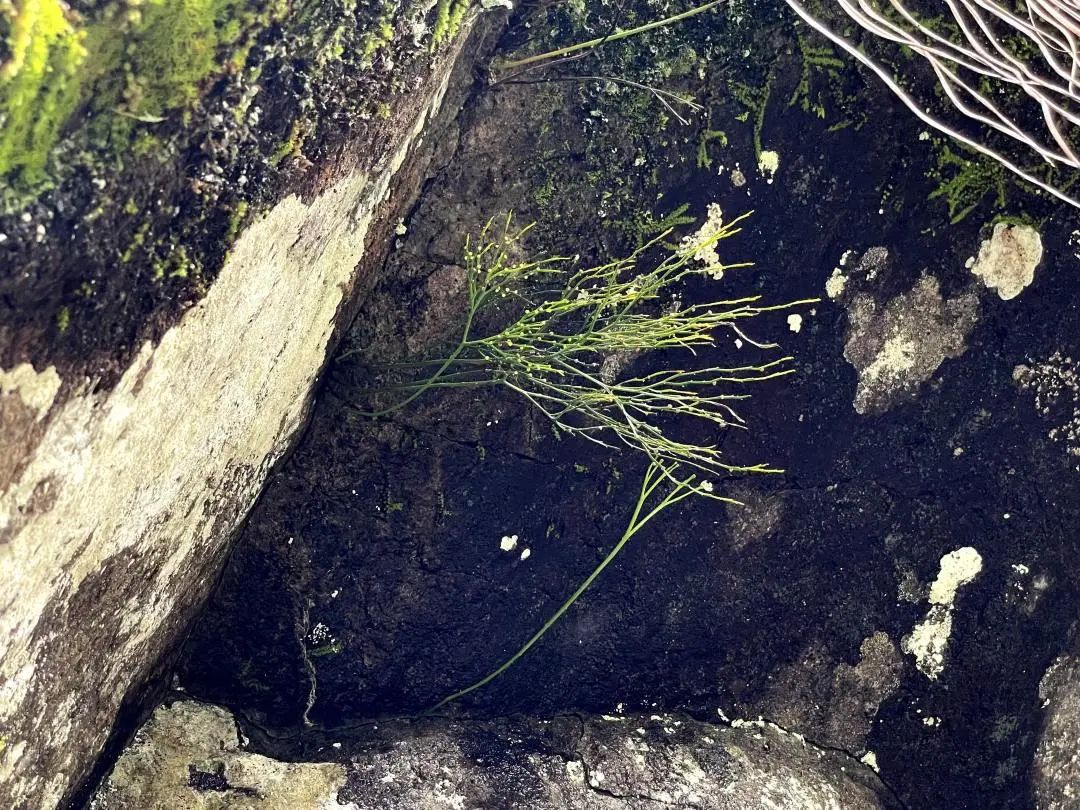 景宁发现浙江物种新纪录:长柄车前蕨休闲区蓝鸢梦想 - Www.slyday.coM 景宁发现浙江物种新纪录:长柄车前蕨休闲区蓝鸢梦想 - Www.slyday.coM