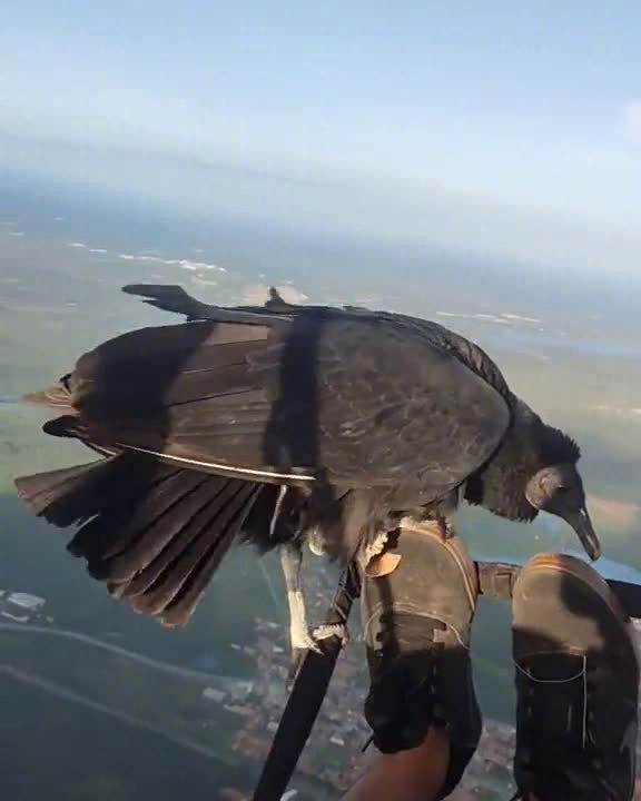 网友玩滑翔伞遇到了一只黑秃鹰