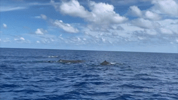 听这首蓝色的歌 让我们一起迎接世界海洋日休闲区蓝鸢梦想 - Www.slyday.coM 听这首蓝色的歌 让我们一起迎接世界海洋日休闲区蓝鸢梦想 - Www.slyday.coM