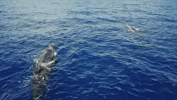 听这首蓝色的歌 让我们一起迎接世界海洋日休闲区蓝鸢梦想 - Www.slyday.coM 听这首蓝色的歌 让我们一起迎接世界海洋日休闲区蓝鸢梦想 - Www.slyday.coM