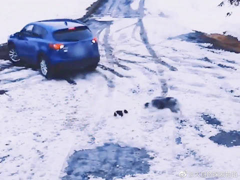 主人在雪白黑地倒车时，没有注意到后面……