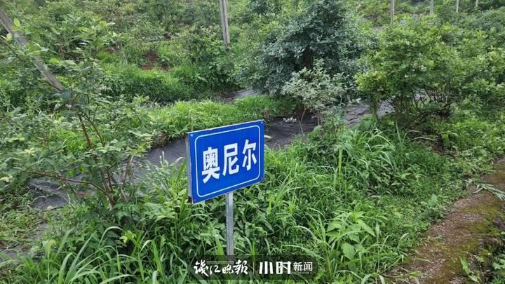 我为家乡水果代言⑦|5角硬币大小的蓝莓,可以榨汁做酒做馒头,文末有福利休闲区蓝鸢梦想 - Www.slyday.coM 我为家乡水果代言⑦|5角硬币大小的蓝莓,可以榨汁做酒做馒头,文末有福利休闲区蓝鸢梦想 - Www.slyday.coM