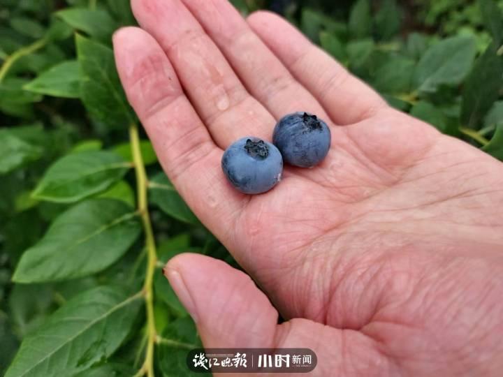 我为家乡水果代言⑦|5角硬币大小的蓝莓,可以榨汁做酒做馒头,文末有福利休闲区蓝鸢梦想 - Www.slyday.coM 我为家乡水果代言⑦|5角硬币大小的蓝莓,可以榨汁做酒做馒头,文末有福利休闲区蓝鸢梦想 - Www.slyday.coM