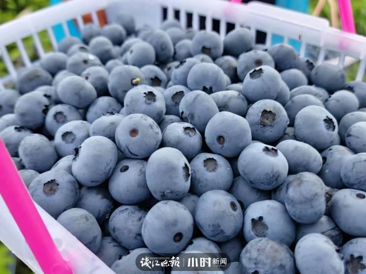 我为家乡水果代言⑦|5角硬币大小的蓝莓,可以榨汁做酒做馒头,文末有福利休闲区蓝鸢梦想 - Www.slyday.coM 我为家乡水果代言⑦|5角硬币大小的蓝莓,可以榨汁做酒做馒头,文末有福利休闲区蓝鸢梦想 - Www.slyday.coM