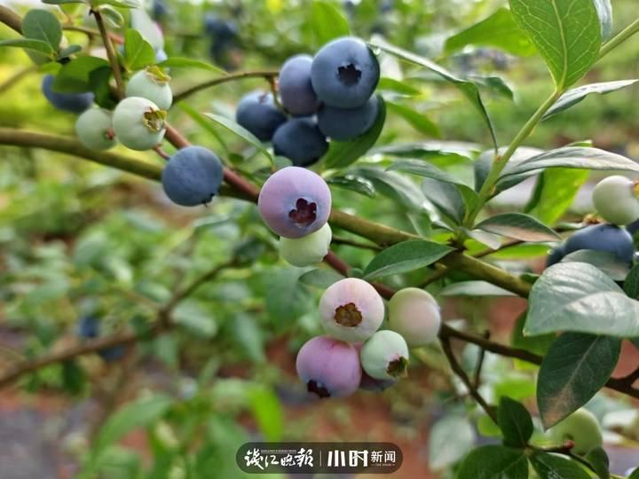 我为家乡水果代言⑦|5角硬币大小的蓝莓,可以榨汁做酒做馒头,文末有福利休闲区蓝鸢梦想 - Www.slyday.coM 我为家乡水果代言⑦|5角硬币大小的蓝莓,可以榨汁做酒做馒头,文末有福利休闲区蓝鸢梦想 - Www.slyday.coM