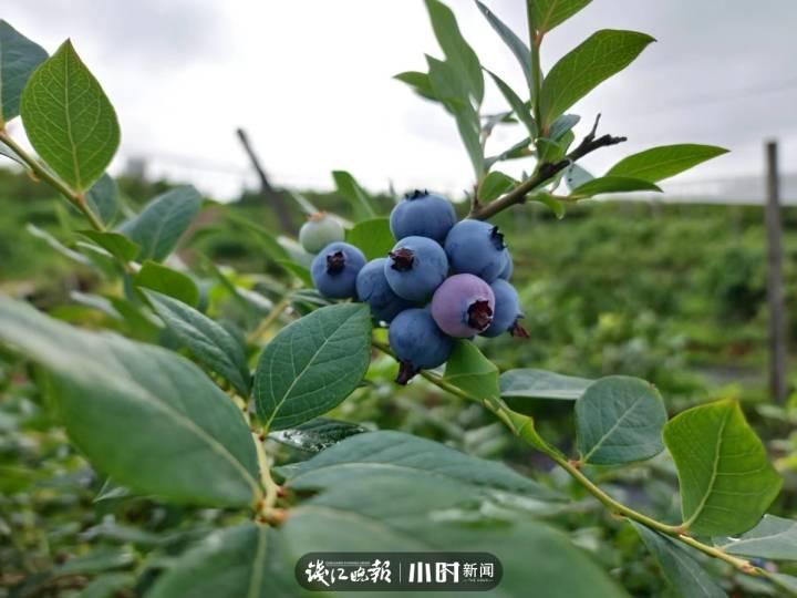 我为家乡水果代言⑦|5角硬币大小的蓝莓,可以榨汁做酒做馒头,文末有福利休闲区蓝鸢梦想 - Www.slyday.coM 我为家乡水果代言⑦|5角硬币大小的蓝莓,可以榨汁做酒做馒头,文末有福利休闲区蓝鸢梦想 - Www.slyday.coM