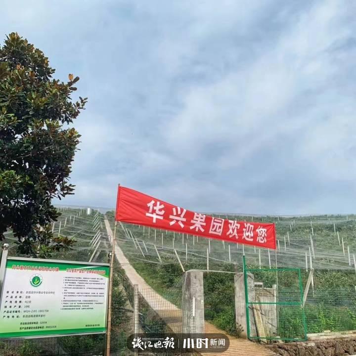 我为家乡水果代言⑦|5角硬币大小的蓝莓,可以榨汁做酒做馒头,文末有福利休闲区蓝鸢梦想 - Www.slyday.coM 我为家乡水果代言⑦|5角硬币大小的蓝莓,可以榨汁做酒做馒头,文末有福利休闲区蓝鸢梦想 - Www.slyday.coM