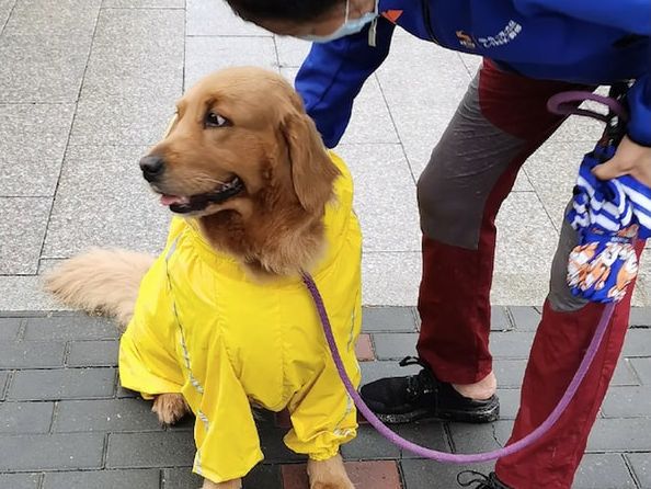 主人担心下大雨，想带金毛回家，狗狗坐地上不愿走：我穿了雨衣休闲区蓝鸢梦想 - Www.slyday.coM