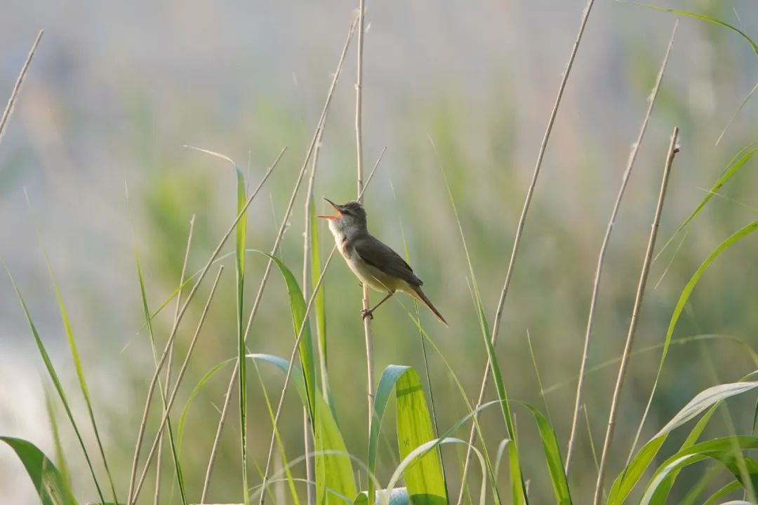 萧太后河最能藏的紫背苇鳽也没躲过人类的弹弓