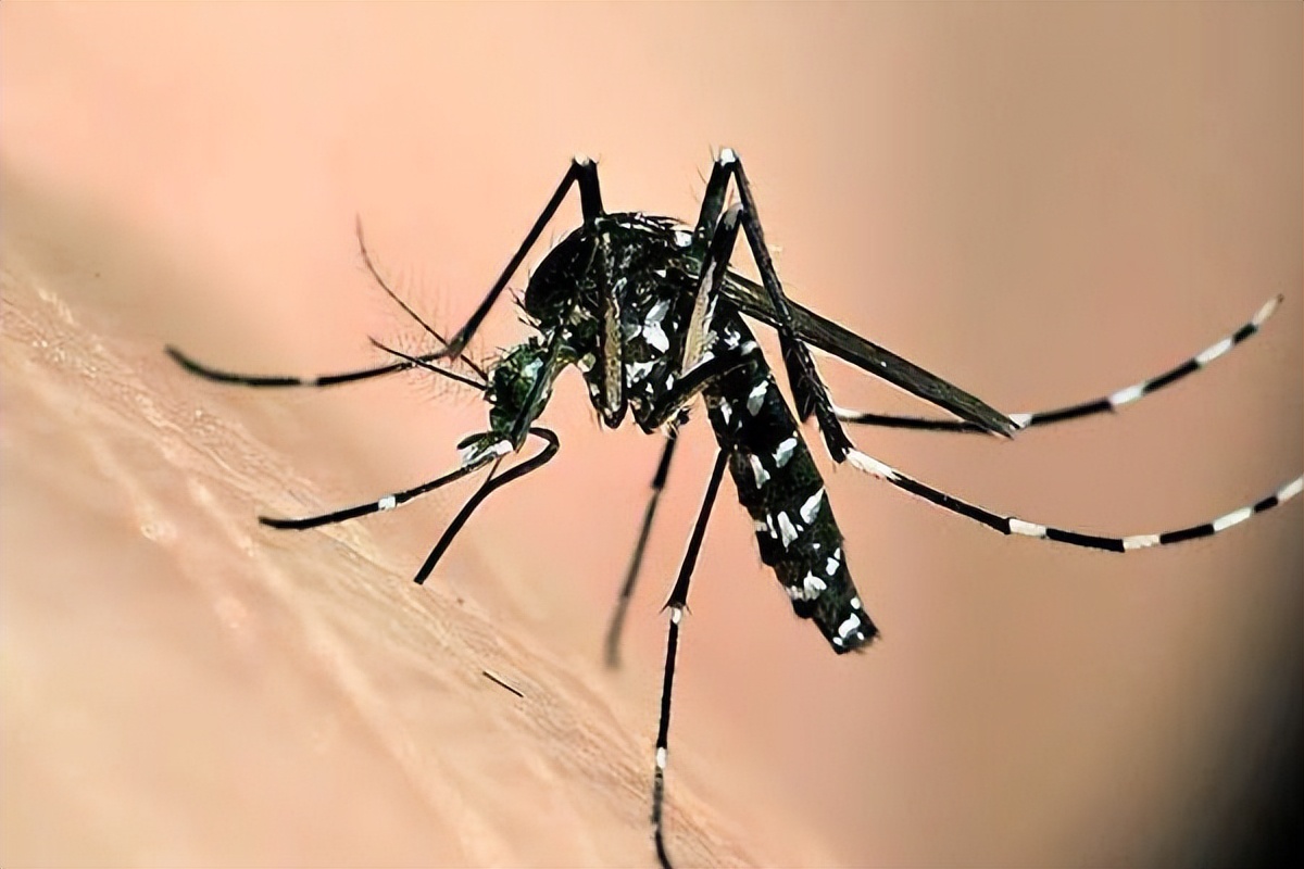 黑白花蚊子毒性最大（俗称“花蚊子”，比普通蚊子更毒，白天隔着衣服咬人，它从哪来？） | 说明书网