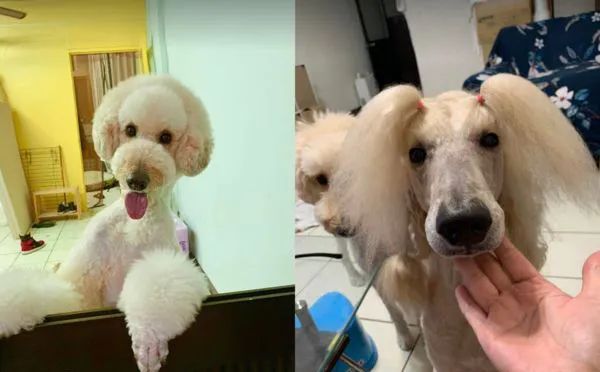 狗狗一开始很讨厌小主人,满脸写着嫌弃,可四个月后它居然主动偷亲...休闲区蓝鸢梦想 - Www.slyday.coM 狗狗一开始很讨厌小主人,满脸写着嫌弃,可四个月后它居然主动偷亲...休闲区蓝鸢梦想 - Www.slyday.coM