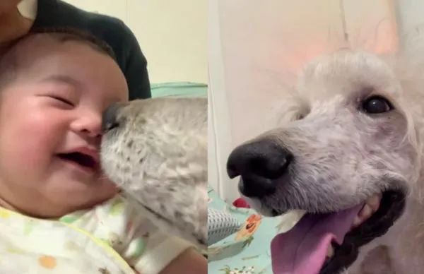 狗狗一开始很讨厌小主人,满脸写着嫌弃,可四个月后它居然主动偷亲...休闲区蓝鸢梦想 - Www.slyday.coM 狗狗一开始很讨厌小主人,满脸写着嫌弃,可四个月后它居然主动偷亲...休闲区蓝鸢梦想 - Www.slyday.coM