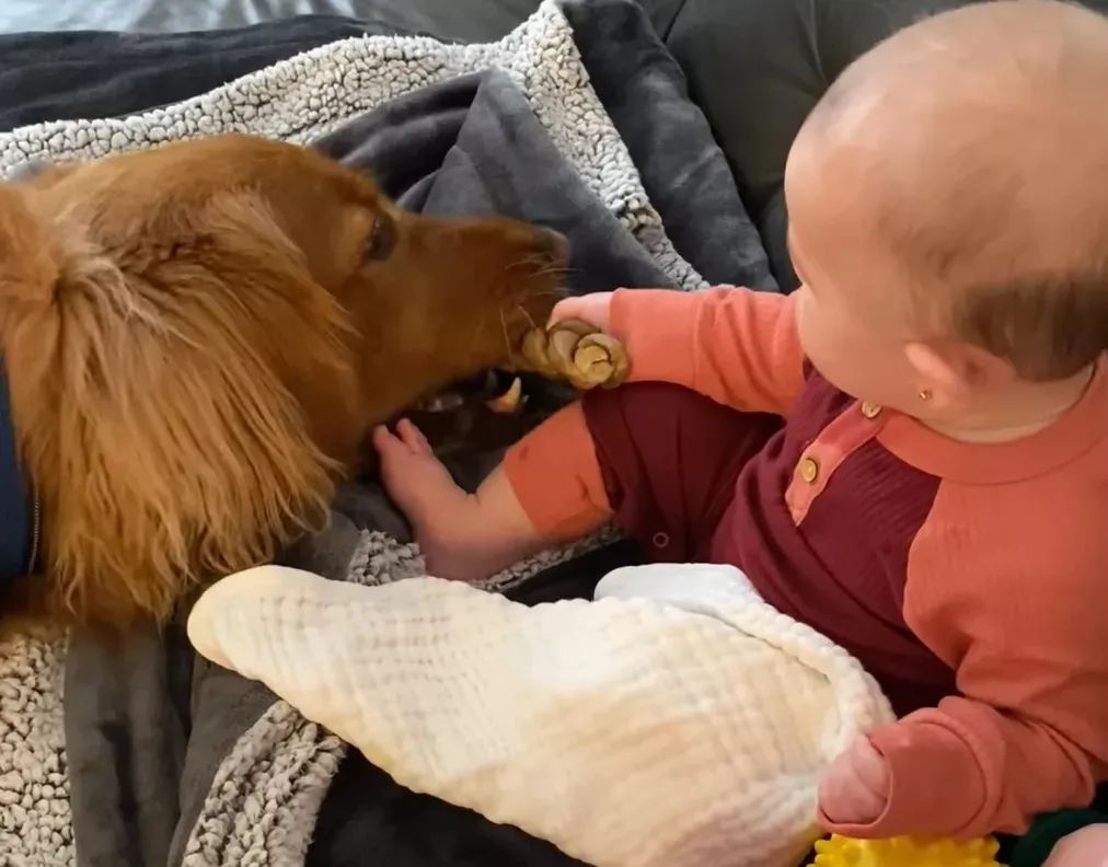 狗狗一开始很讨厌小主人,满脸写着嫌弃,可四个月后它居然主动偷亲...休闲区蓝鸢梦想 - Www.slyday.coM 狗狗一开始很讨厌小主人,满脸写着嫌弃,可四个月后它居然主动偷亲...休闲区蓝鸢梦想 - Www.slyday.coM