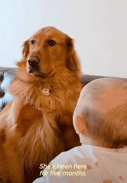 狗狗一开始很讨厌小主人,满脸写着嫌弃,可四个月后它居然主动偷亲...休闲区蓝鸢梦想 - Www.slyday.coM 狗狗一开始很讨厌小主人,满脸写着嫌弃,可四个月后它居然主动偷亲...休闲区蓝鸢梦想 - Www.slyday.coM