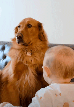 狗狗一开始很讨厌小主人,满脸写着嫌弃,可四个月后它居然主动偷亲...休闲区蓝鸢梦想 - Www.slyday.coM 狗狗一开始很讨厌小主人,满脸写着嫌弃,可四个月后它居然主动偷亲...休闲区蓝鸢梦想 - Www.slyday.coM