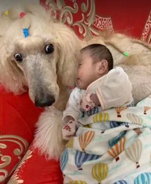 狗狗一开始很讨厌小主人,满脸写着嫌弃,可四个月后它居然主动偷亲...休闲区蓝鸢梦想 - Www.slyday.coM 狗狗一开始很讨厌小主人,满脸写着嫌弃,可四个月后它居然主动偷亲...休闲区蓝鸢梦想 - Www.slyday.coM