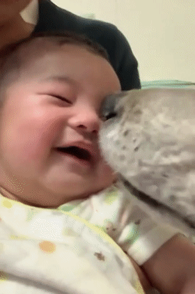 狗狗一开始很讨厌小主人,满脸写着嫌弃,可四个月后它居然主动偷亲...休闲区蓝鸢梦想 - Www.slyday.coM 狗狗一开始很讨厌小主人,满脸写着嫌弃,可四个月后它居然主动偷亲...休闲区蓝鸢梦想 - Www.slyday.coM